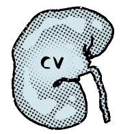 Naar CV button